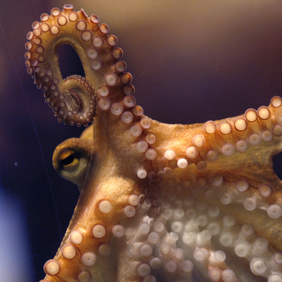Octopus-Inspired Material Can Change Its Texture - The Atlantic