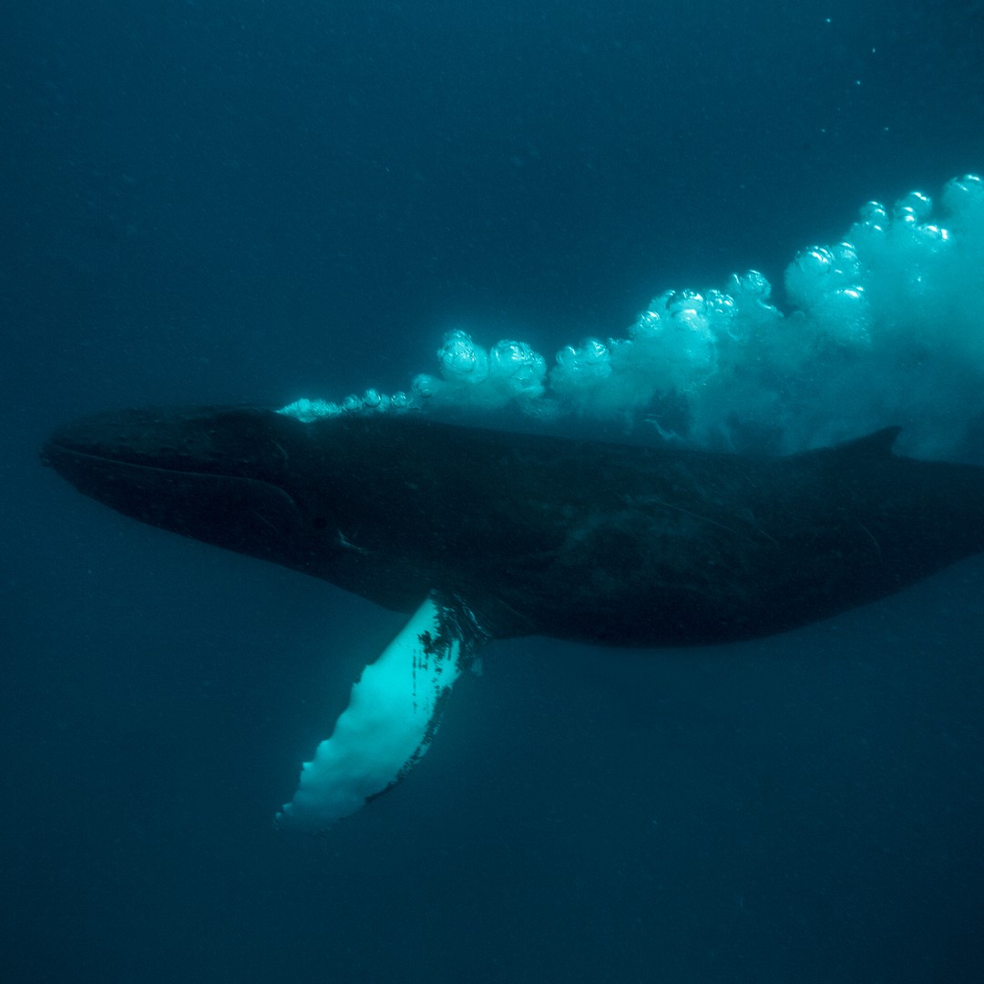 Whale bubble rings online