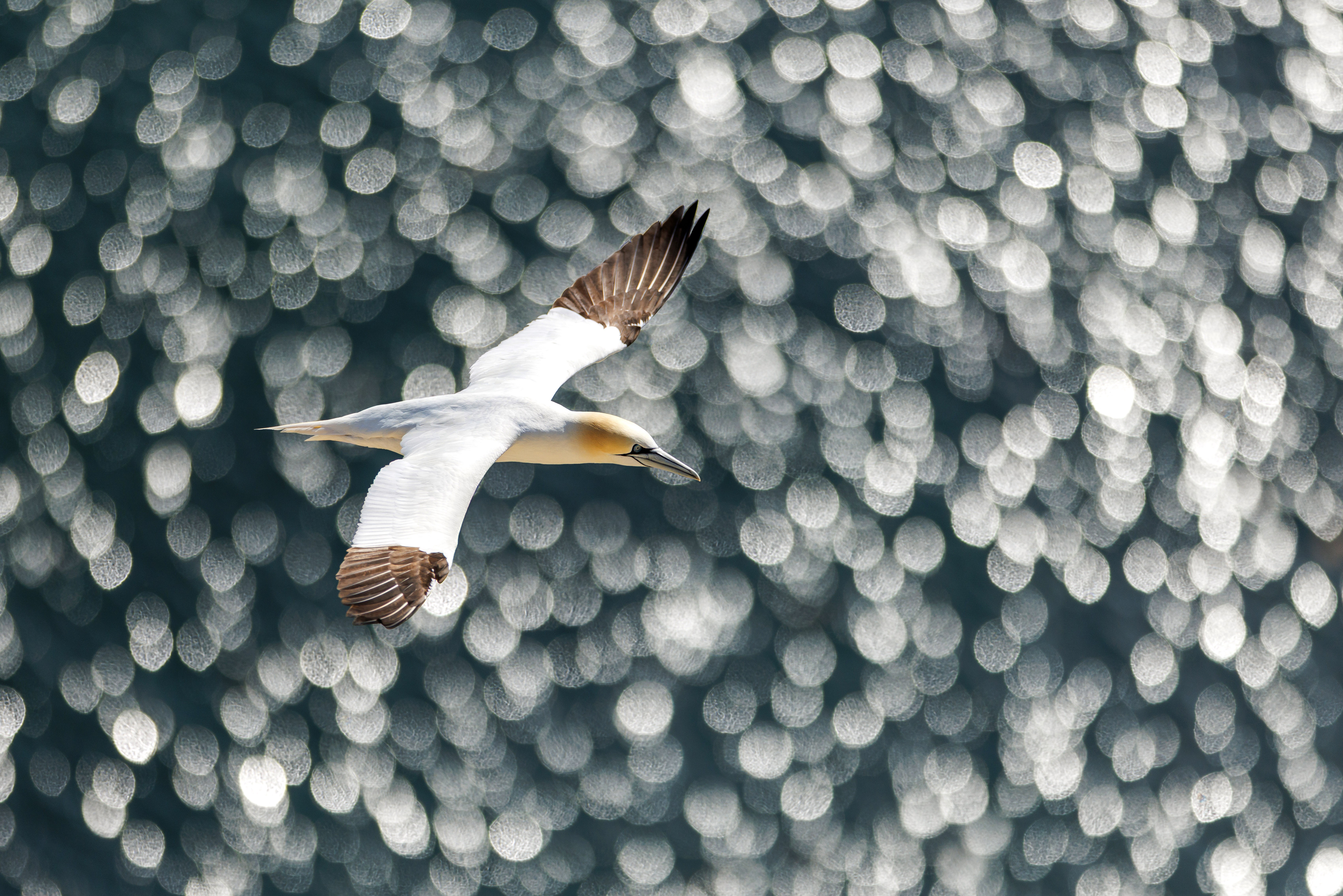 Distant reflections of sunlight are seen as a northern gannet flies over the sea.