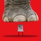 Ballot about to be smashed by elephant foot