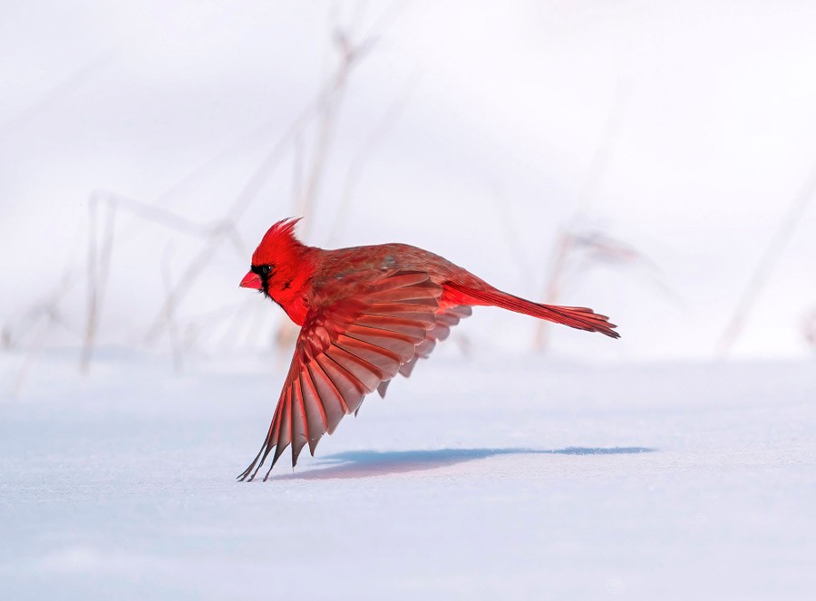 A red cardinal flies just above the snow-covered ground.