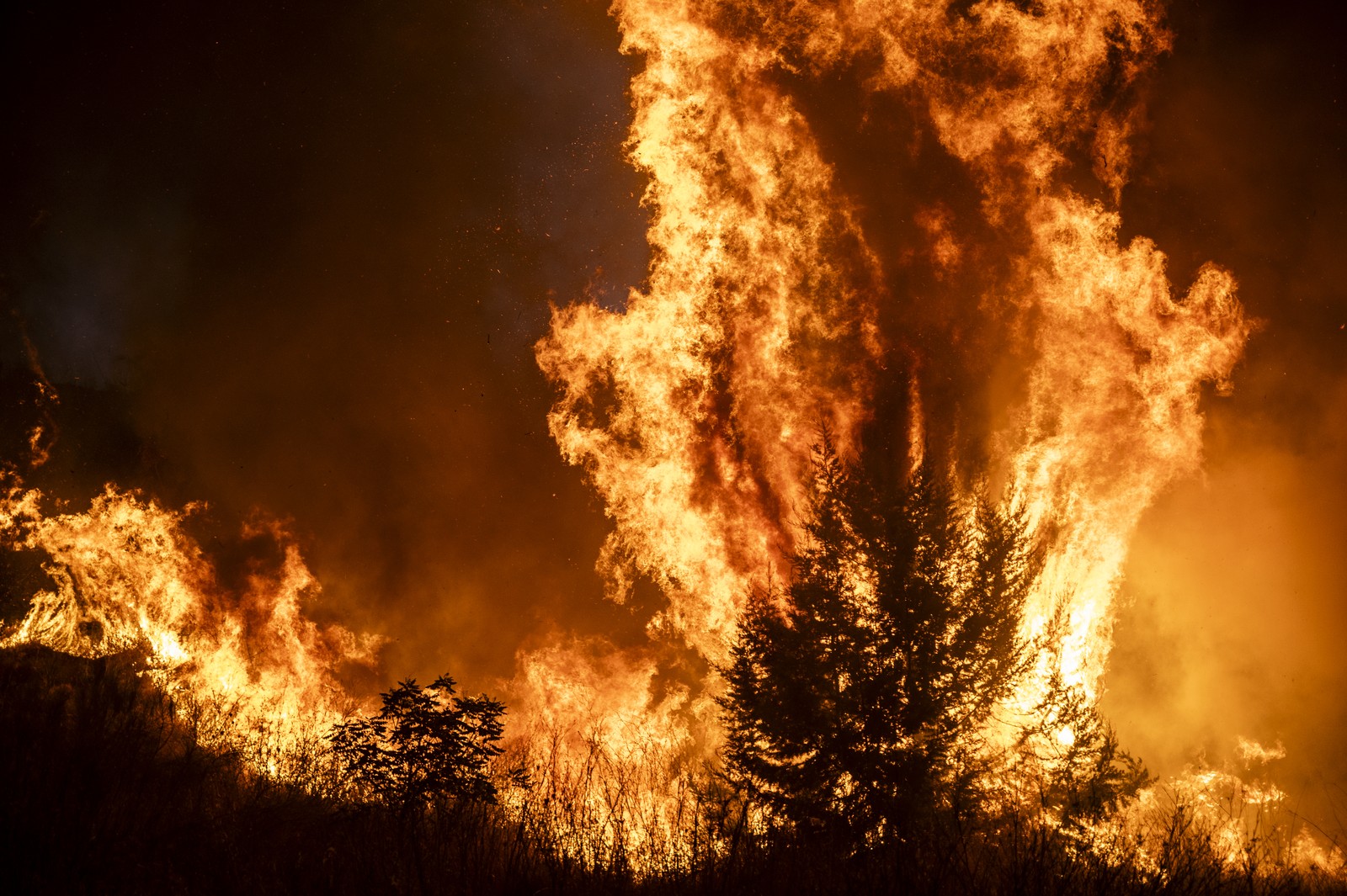 Flames burn through trees and bushes during a wildfire.