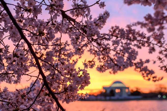 Pink light from the sunrise shines on cherry blossom branches near the Potomac River. The Jefferson Memorial is visible in the background.
