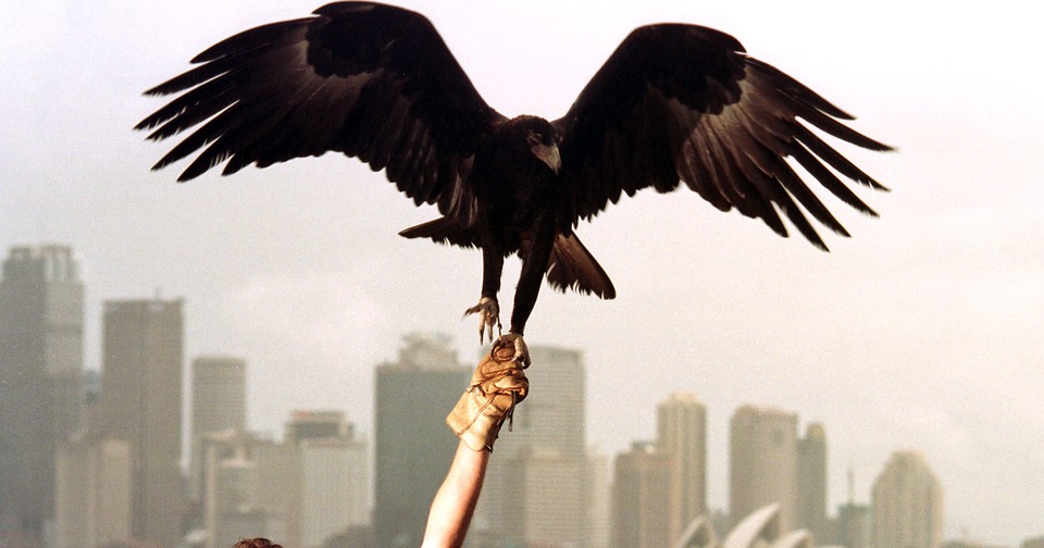 An Eagle Tried to Carry Off a Child During a Wildlife Show at a Desert Park in Australia The Atlantic