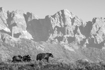 a black-and-white photo of several brown bears walking across a grassy plain, in front of mountains