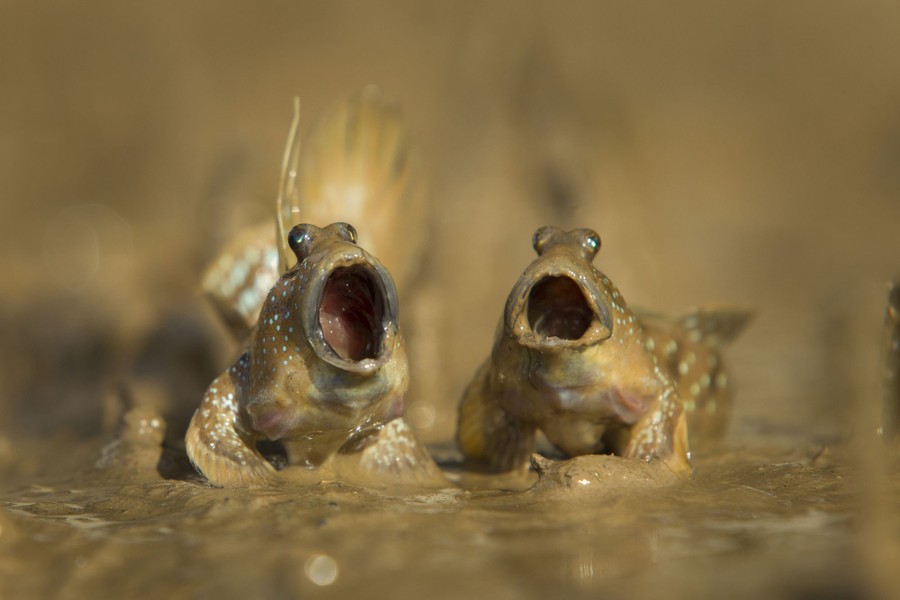 A pair of mudskippers faces the photographer, on a muddy surface, mouths wide open.