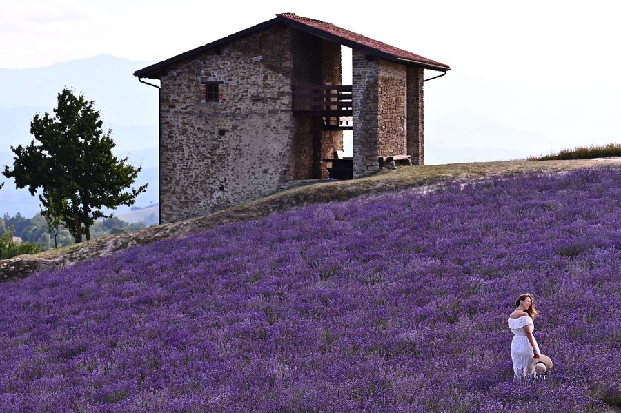 A woman walks through a field of lavender.