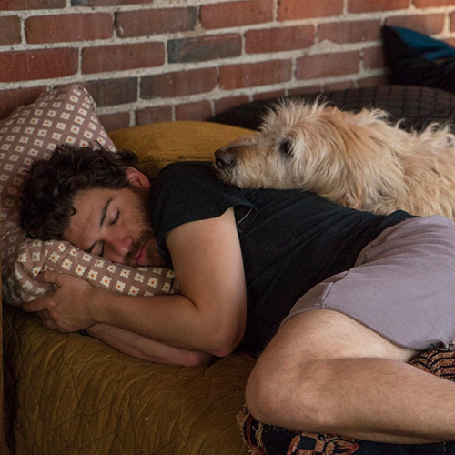 Get Wallpaper Movie Review Dog Days Is In Spite Of Itself A Very Good Boy For iPhone Free