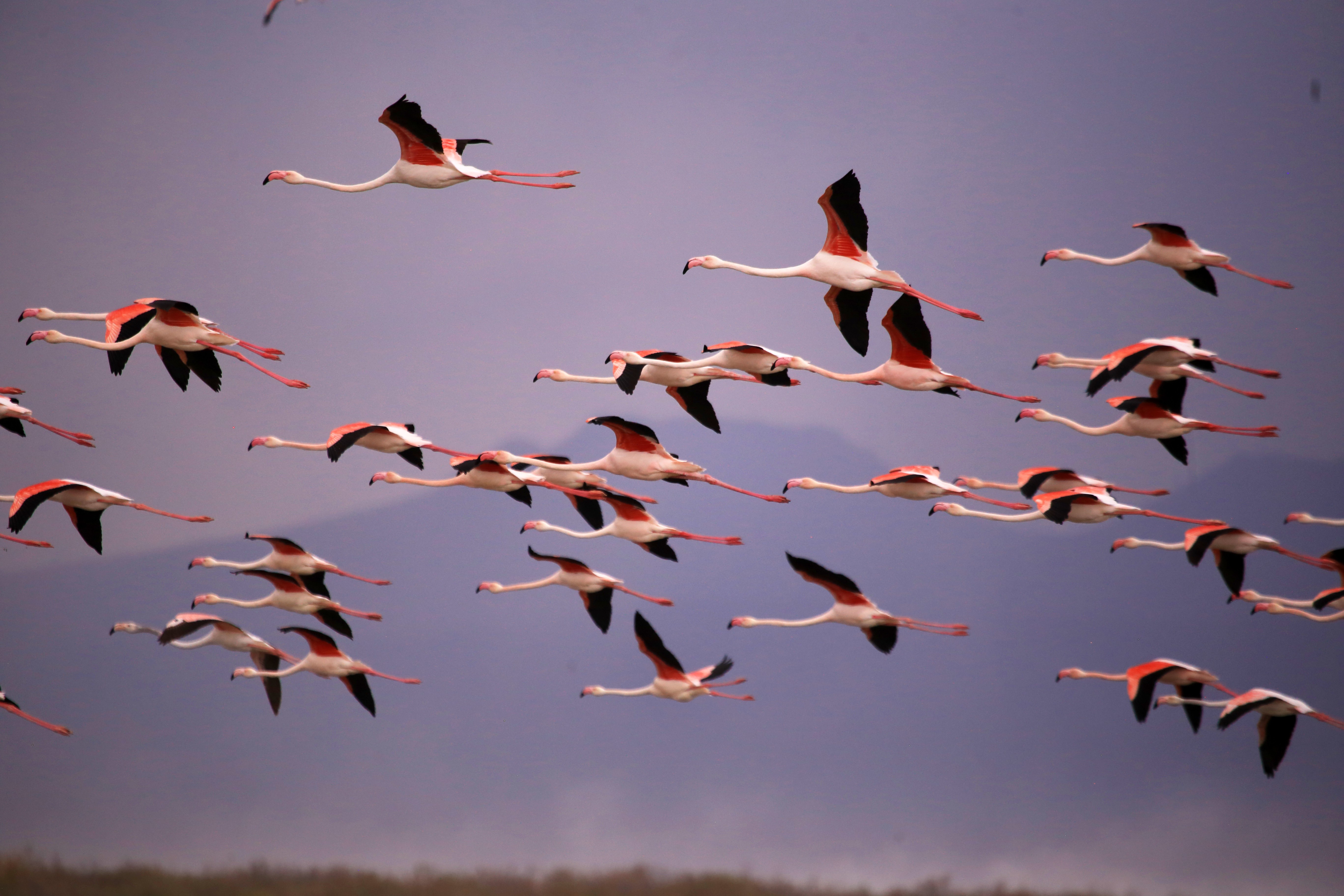 A flock of flamingos flies over wetlands.