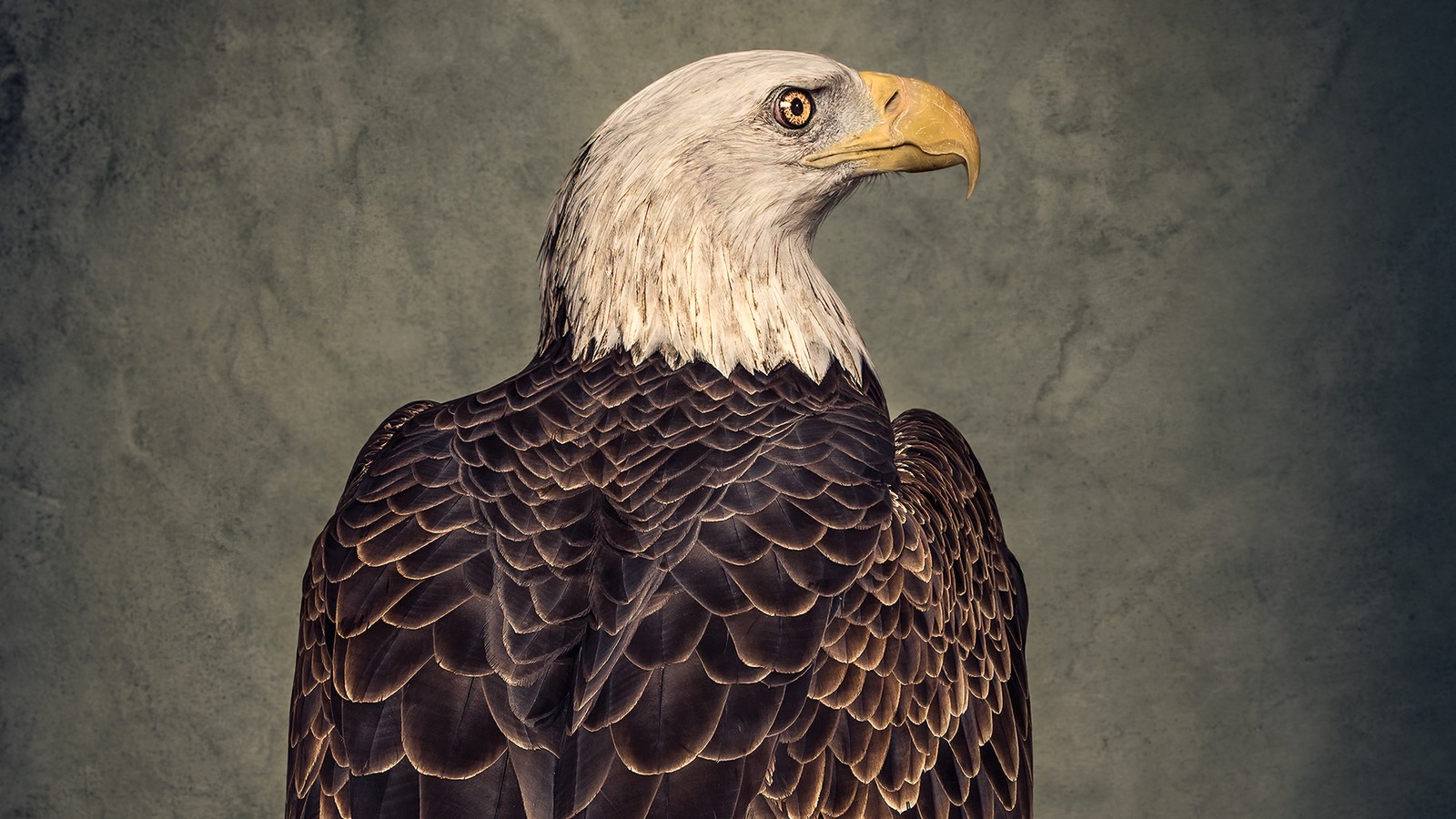 The Strange History of America's Bald-Eagle Obsession - The Atlantic