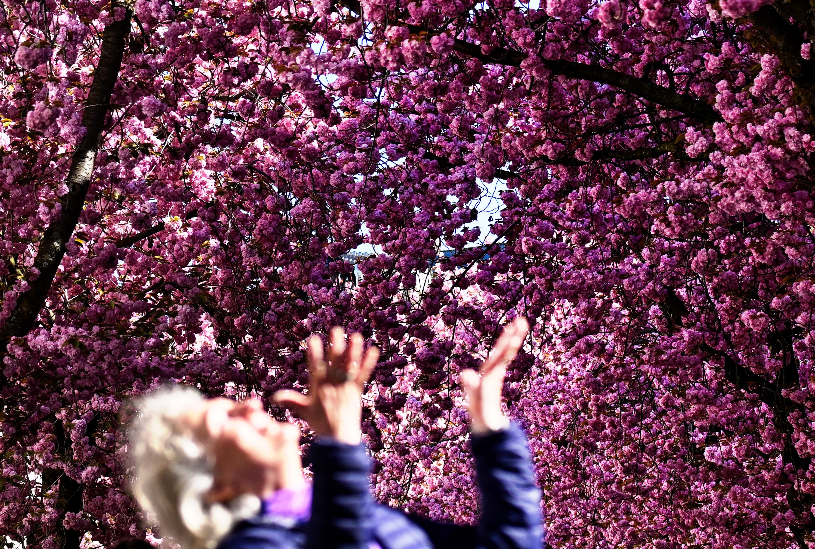 A woman, looking and gesturing upward,  poses beneath blooming cherry trees.