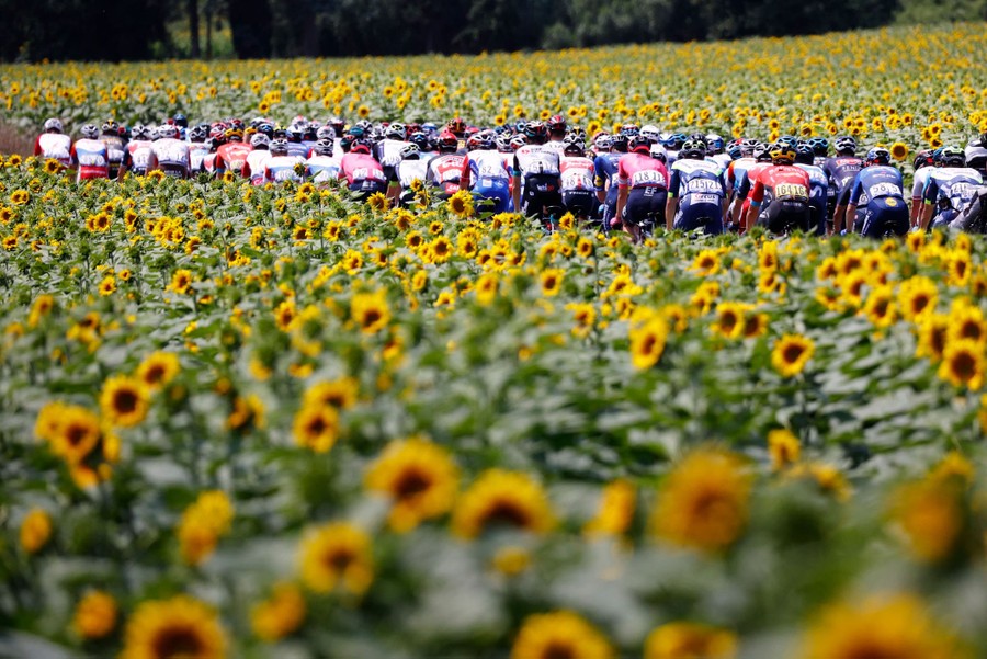 Professional cyclists race on a road through a field of sunflowers.