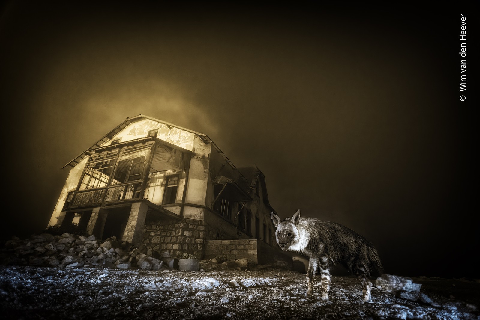A brown hyena wanders among the ruins of a long-abandoned diamond mining town in South Africa.