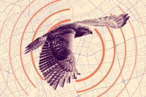a hawk flies over a map