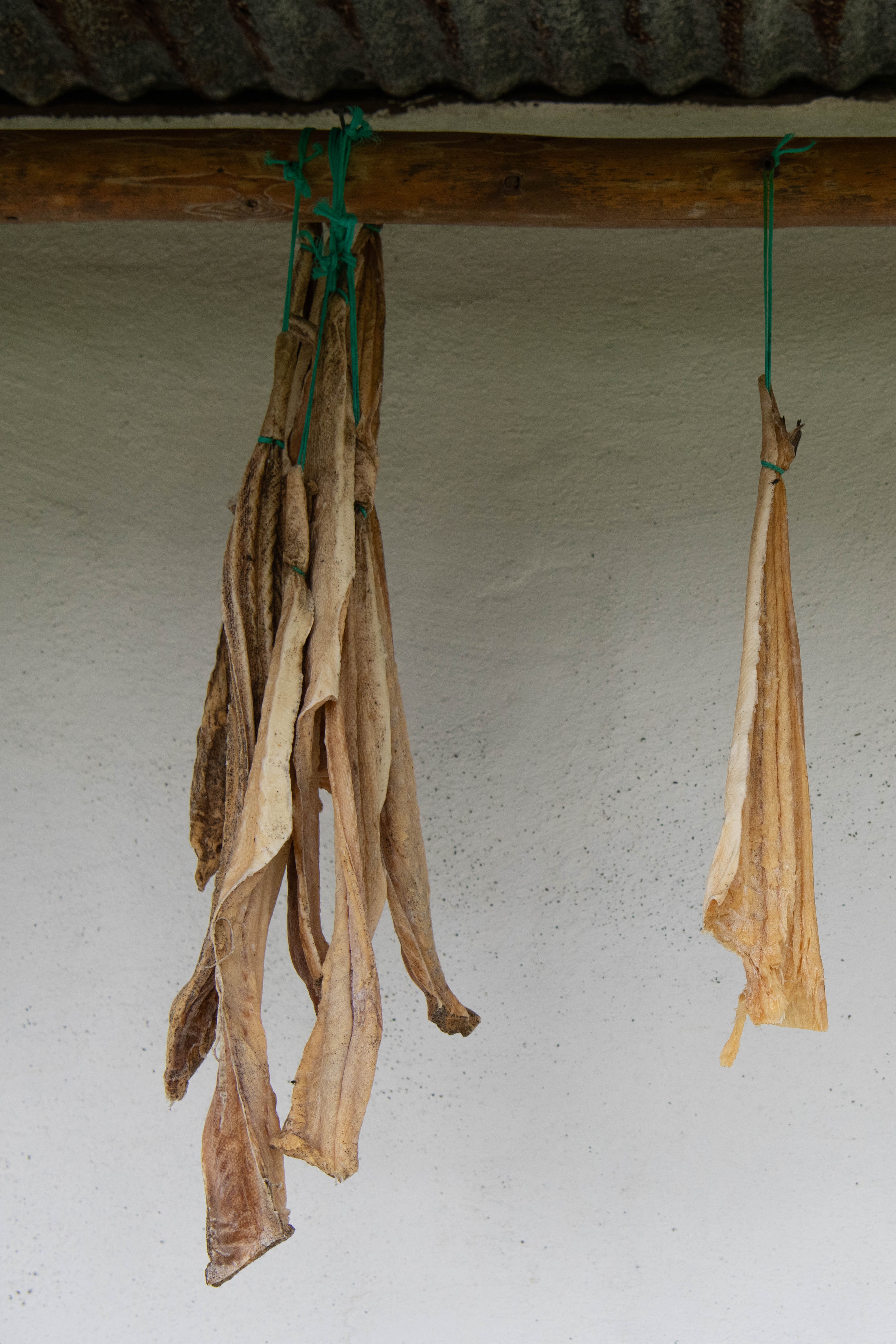a color photograph of drying cod strips hanging outside from wooden beams