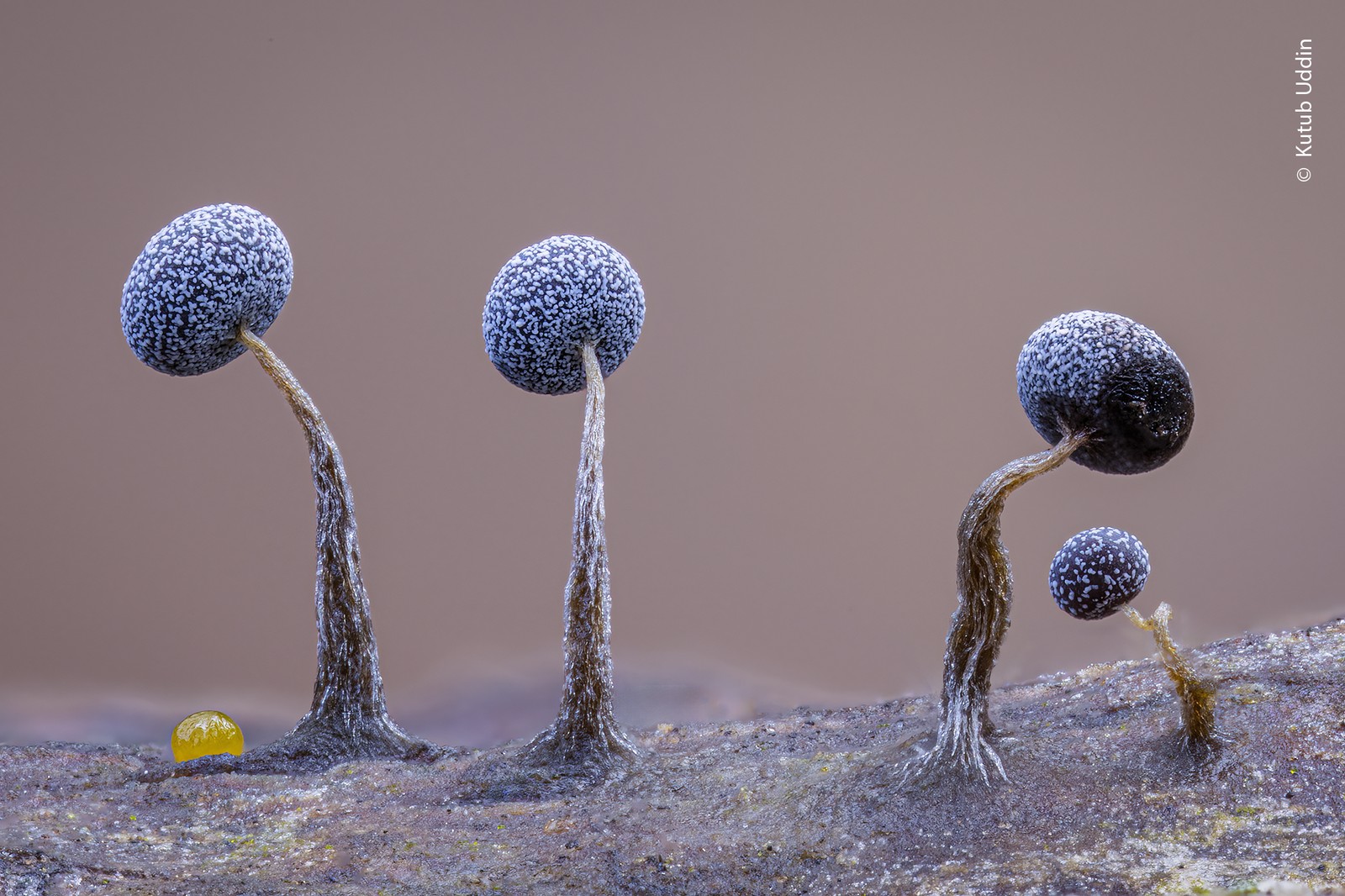 A close view of several tiny mushroom-like slime molds.
