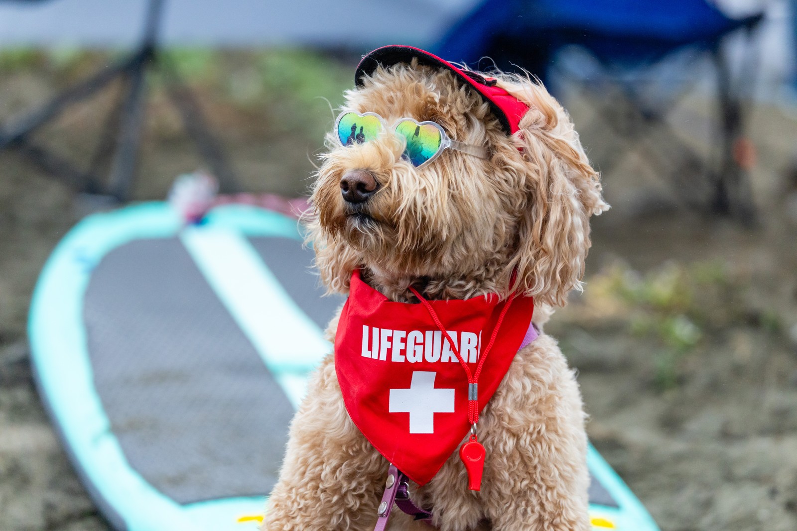 A dog with heart-shaped sunglasses and a lifeguard scarf 
