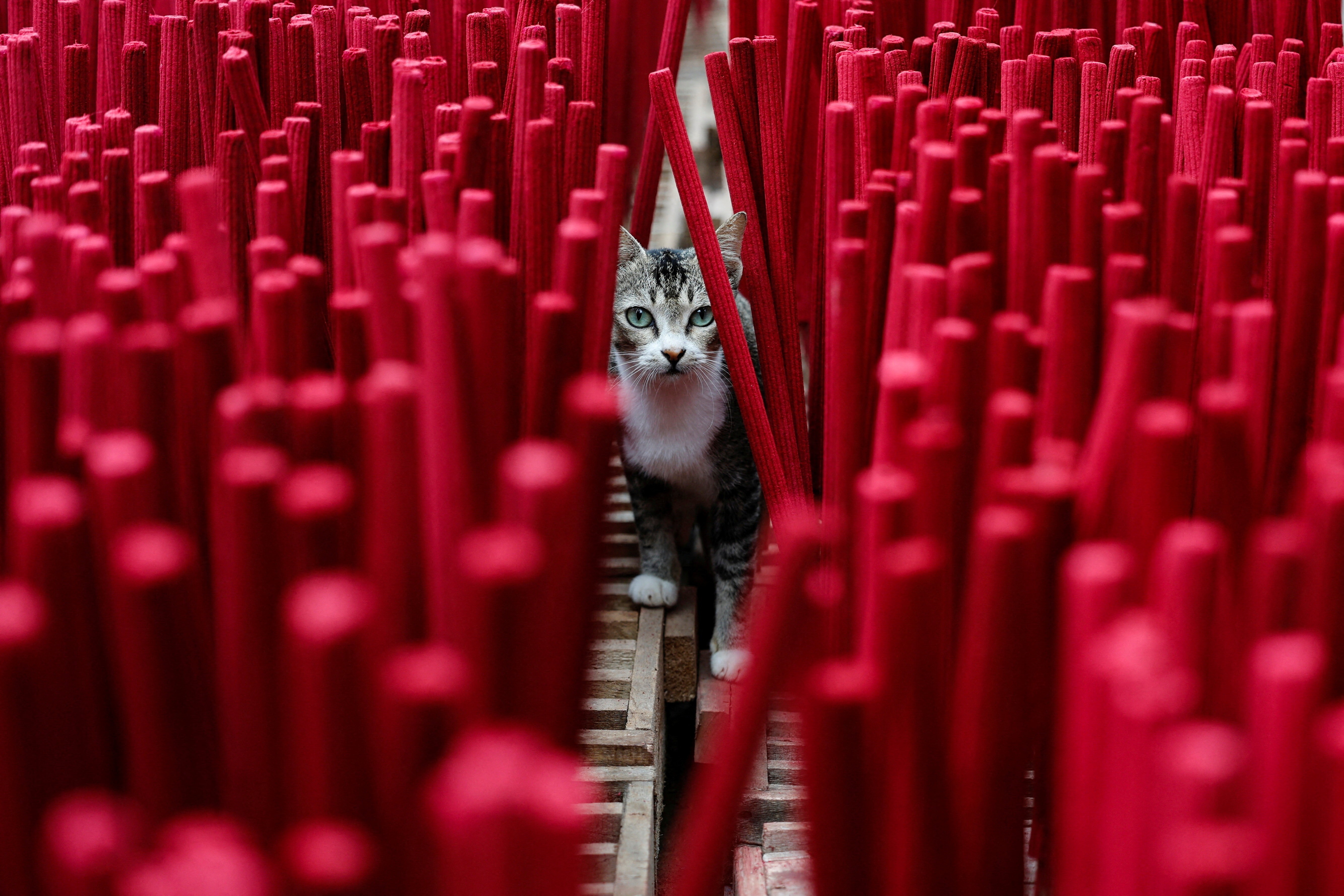 A cat walks among many drying incense sticks.
