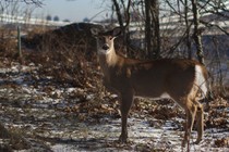 A white-tailed deer stands in front of the George Washington Bridge at Fort Lee, New Jersey.