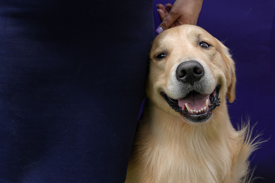 A golden retriever sitting beside its handler appears to smile.