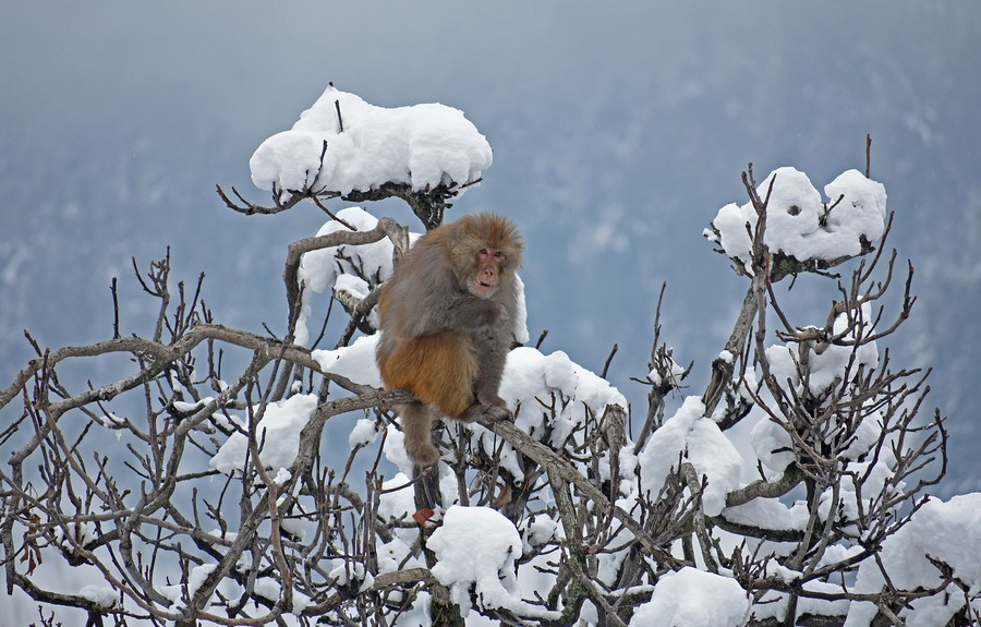 A monkey perches in a snow-covered tree.