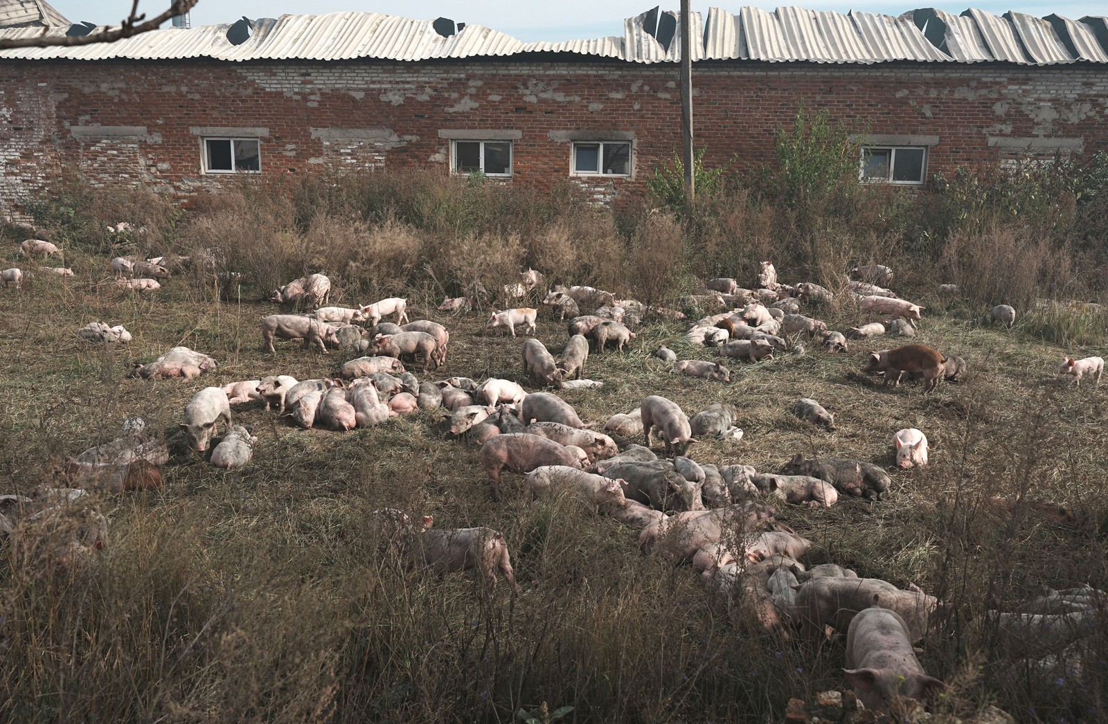 Dozens of pigs gather in a field beside a damaged farm building.