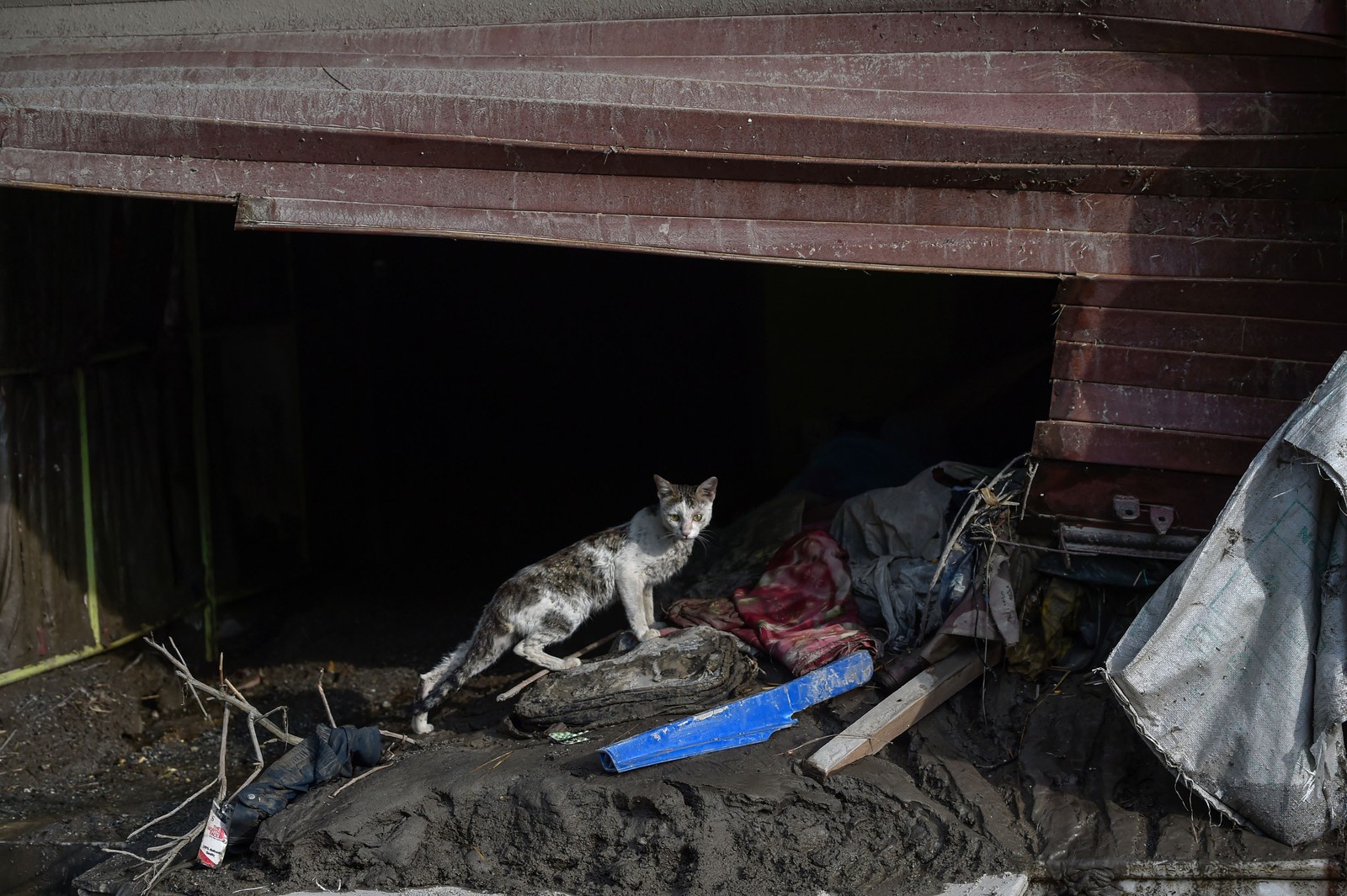 A cat walks through debris and mud left by flooding.