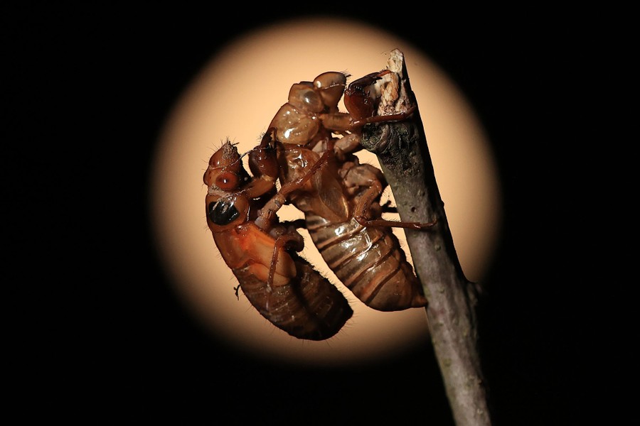 A cicada nymph clings to the empty shell of a previously molted cicada.