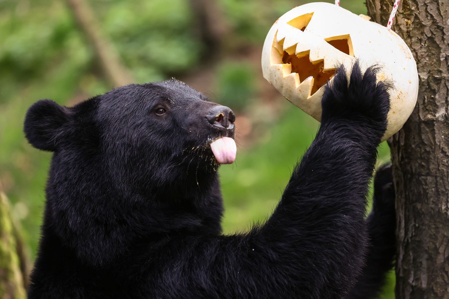A bear in a zoo enclosure investigates a carved pumpkin.