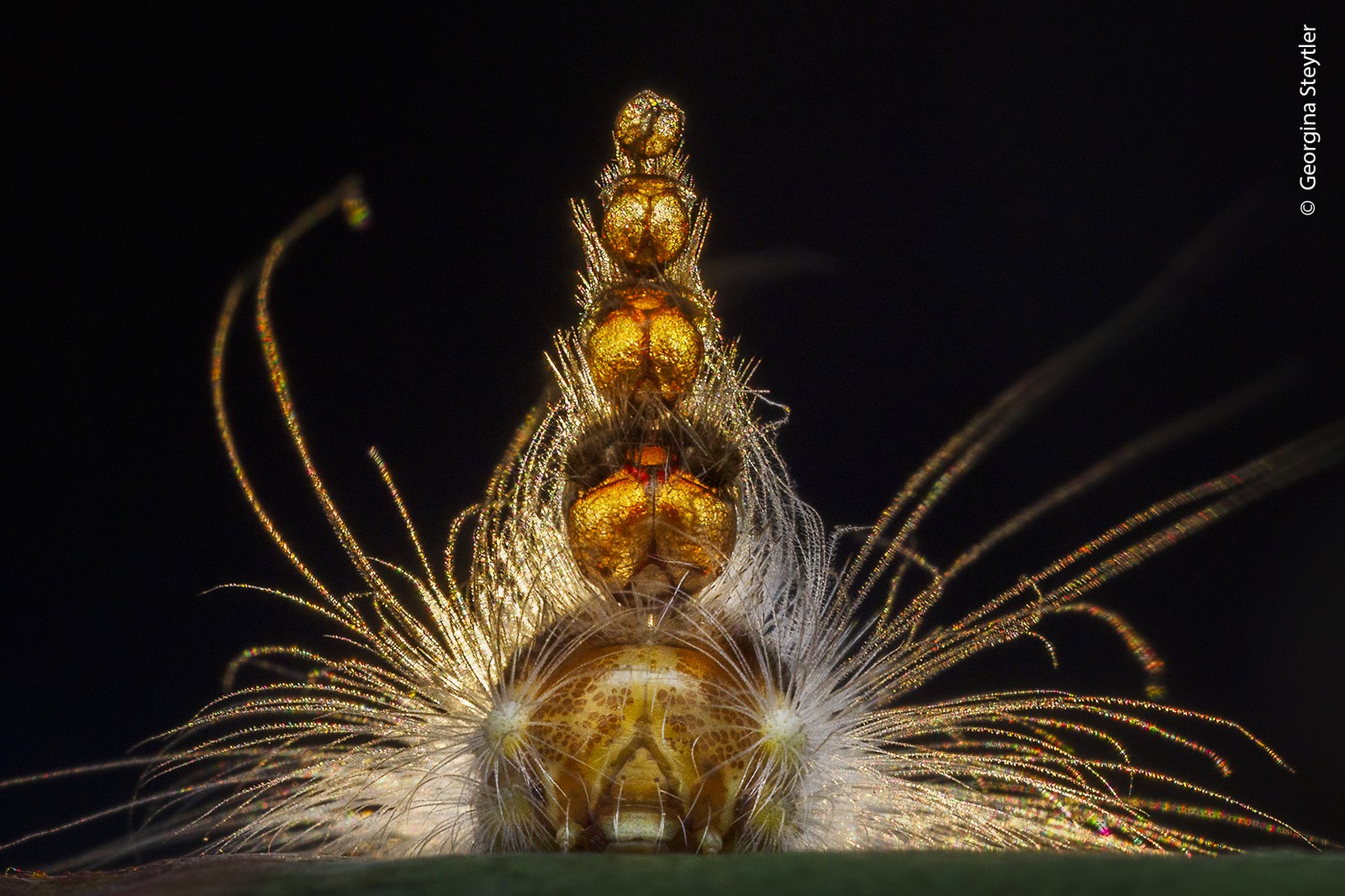 A very close view of a caterpillar, seen head-on, with a series of old moltings attached to its head, looking like an odd stack of hats.