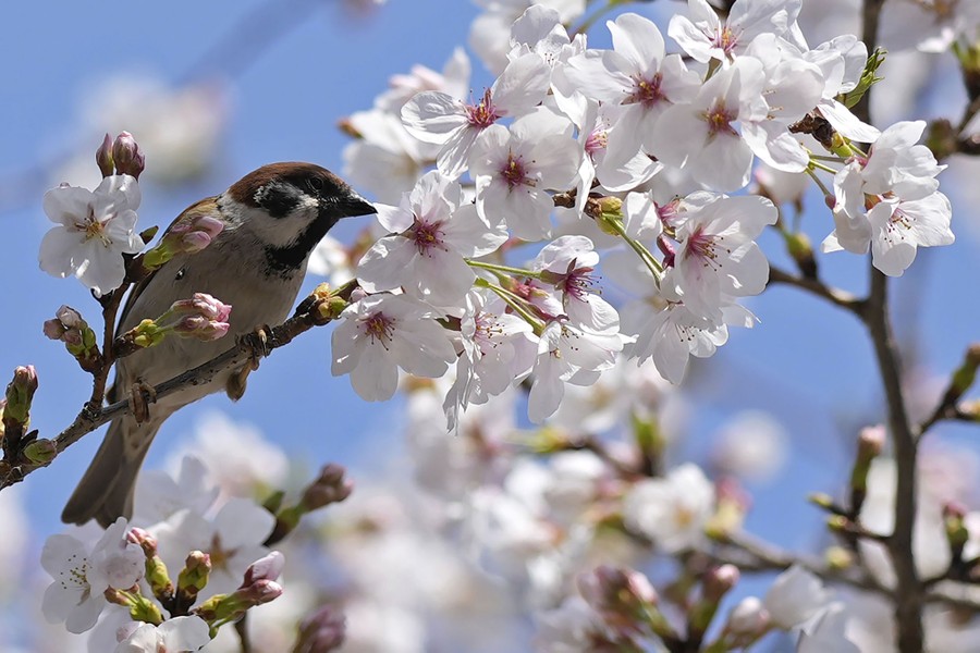 A sparrow perches on a branch of a cherry tree, among flowers.