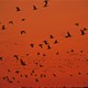 geese fly across the orange sky