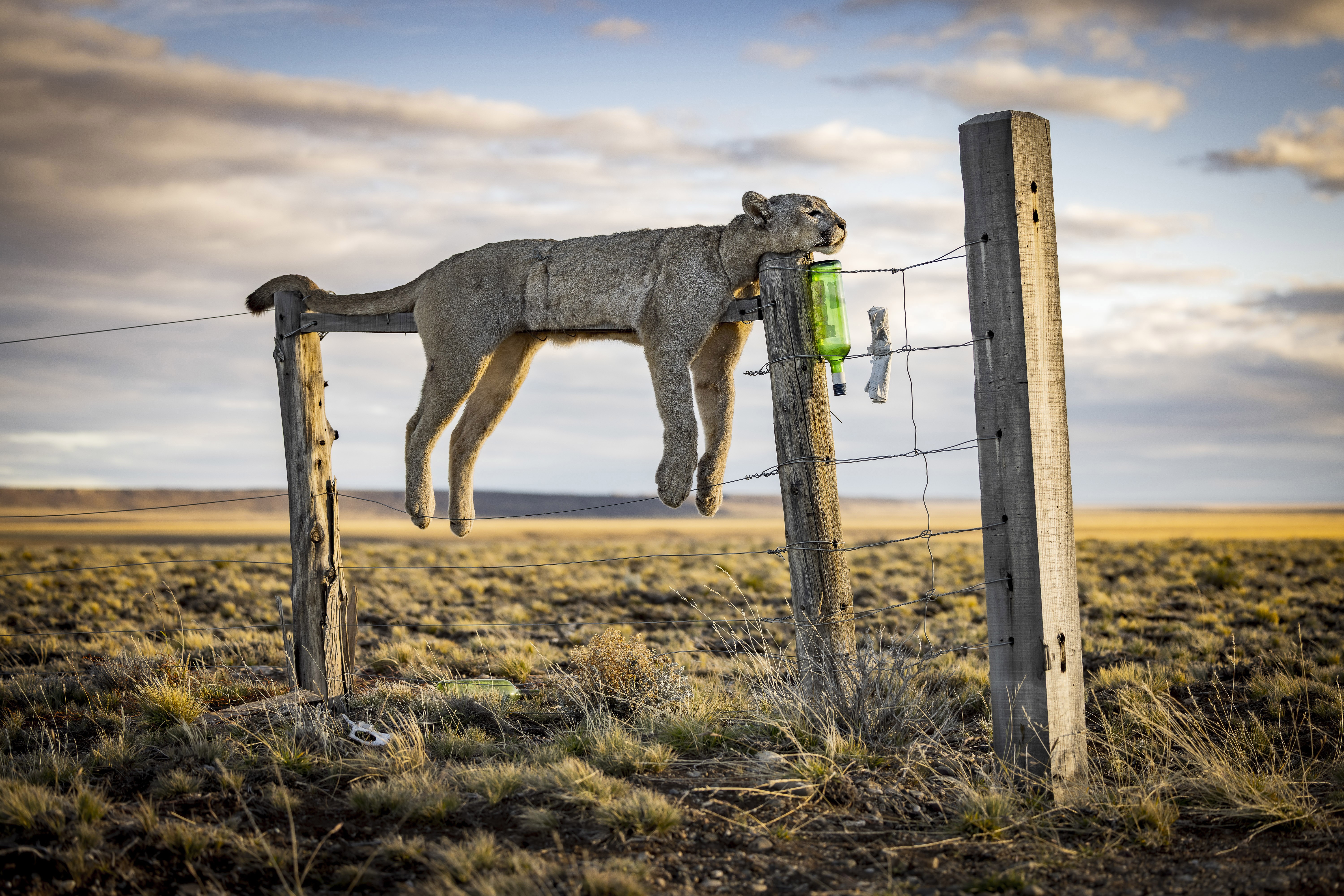 A dead puma, tied to the top of a fence in a wide-open field
