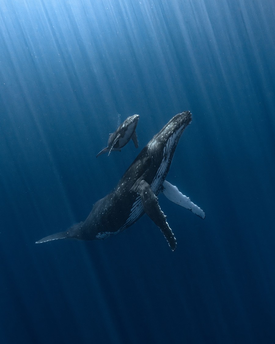 A mother humpback whale accompanies her calf to the surface, underwater, with shafts of sunlight filtering in from the surface.