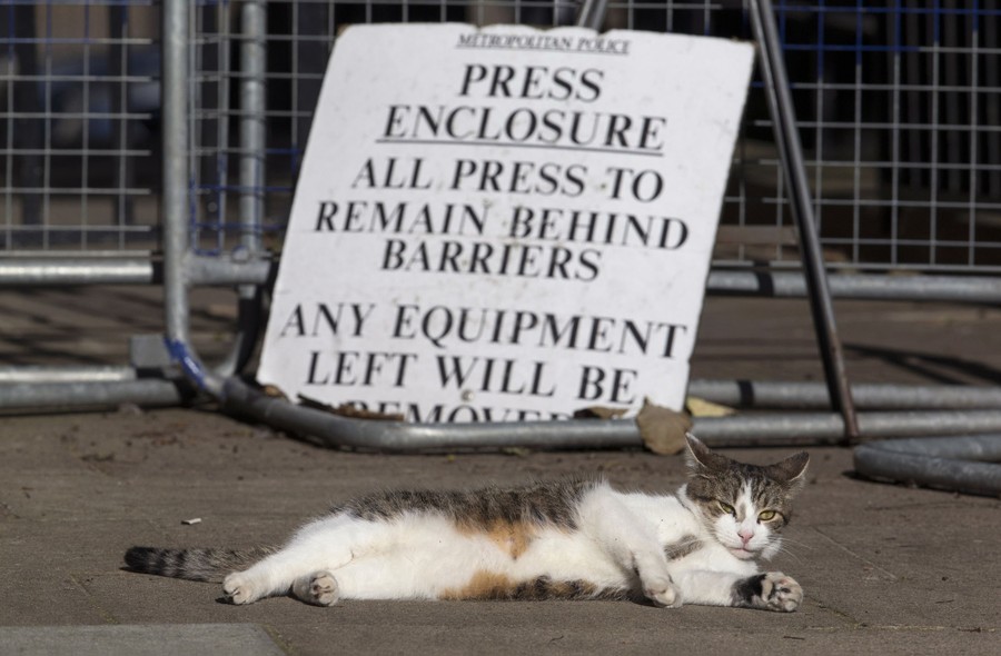 A cat lies on the ground in front of barriers, and a sign that reads "Press enclosure. All press to remain behind barriers."