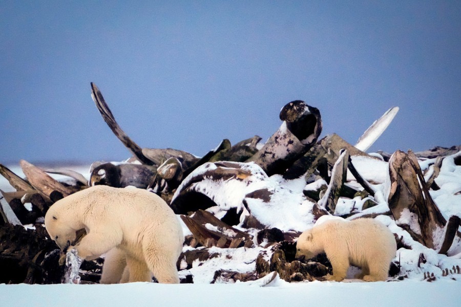 A polar bear and its cub search for scraps in a large pile of snow-covered whale bones.