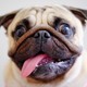 Pug with tongue hanging out of mouth