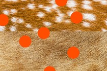 An illustration of a deer hide with dots on it.