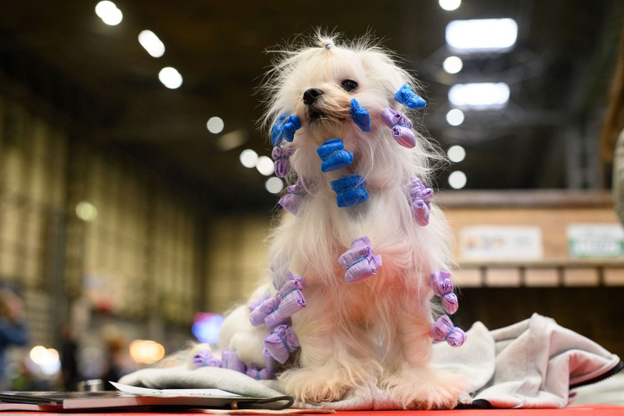 A small dog sits on a table with several clips in its fur.