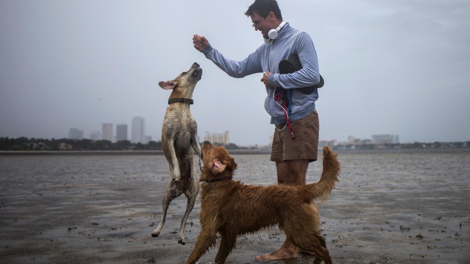 A man plays with two dogs in the drained bed of Hillsborough Bay with the Tampa skyline in the background.