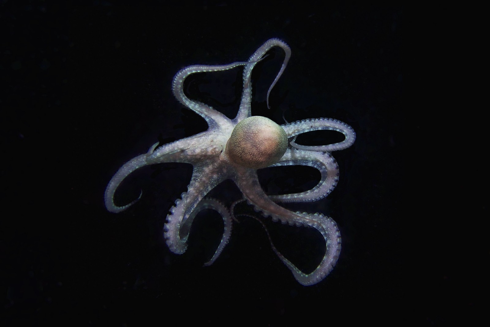 An octopus, seen against a backdrop of black water.