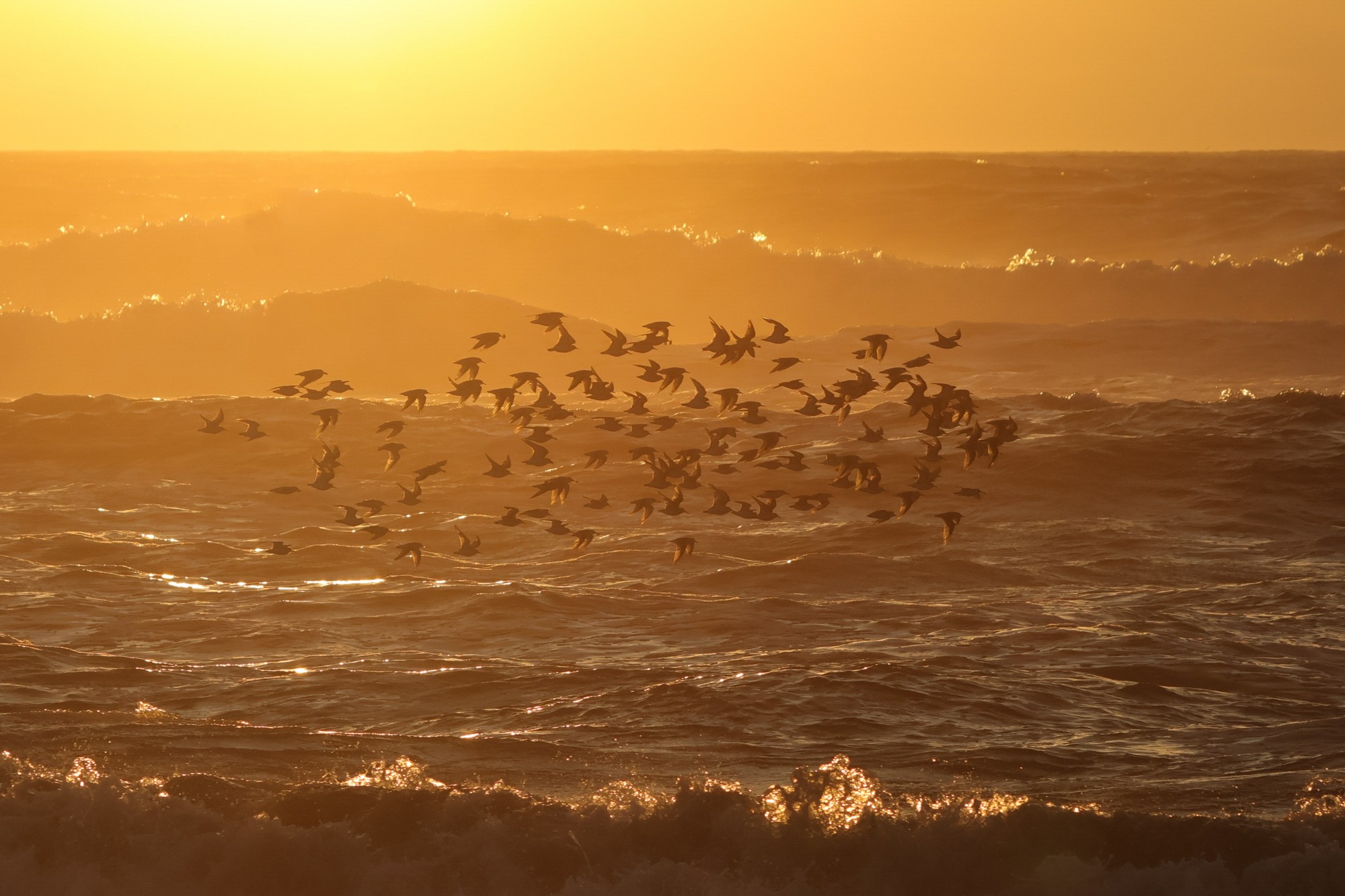 A flock of seabirds flies above waves in low sunlight.