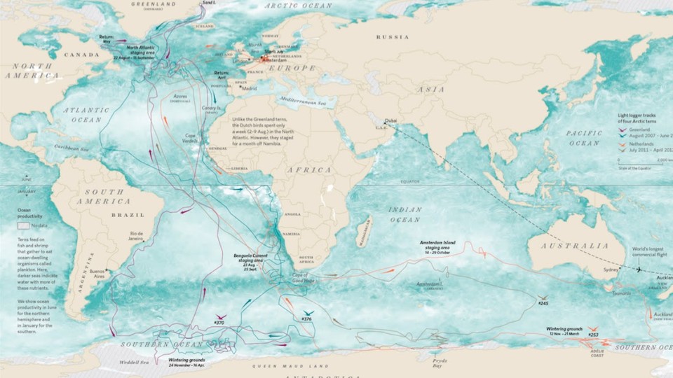 A map showing the movements of arctic terns wearing sunlight-sensing geotags that weigh as much as a paper clip