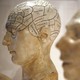 Models of human heads with areas of the brain mapped out