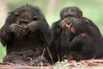 Chimpanzees play together at Miami's Metro Zoo