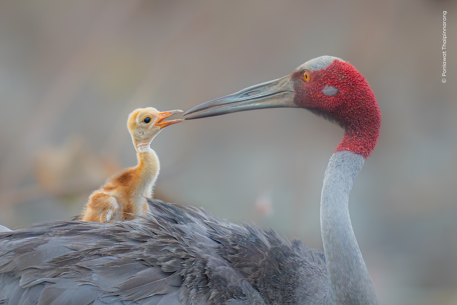 A crane chick sits on its parent's back, as the adult bird tuns its head to face it.