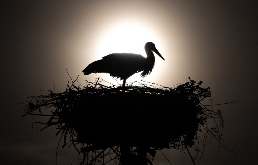 A nesting stork, seen in silhouette against a hazy sun