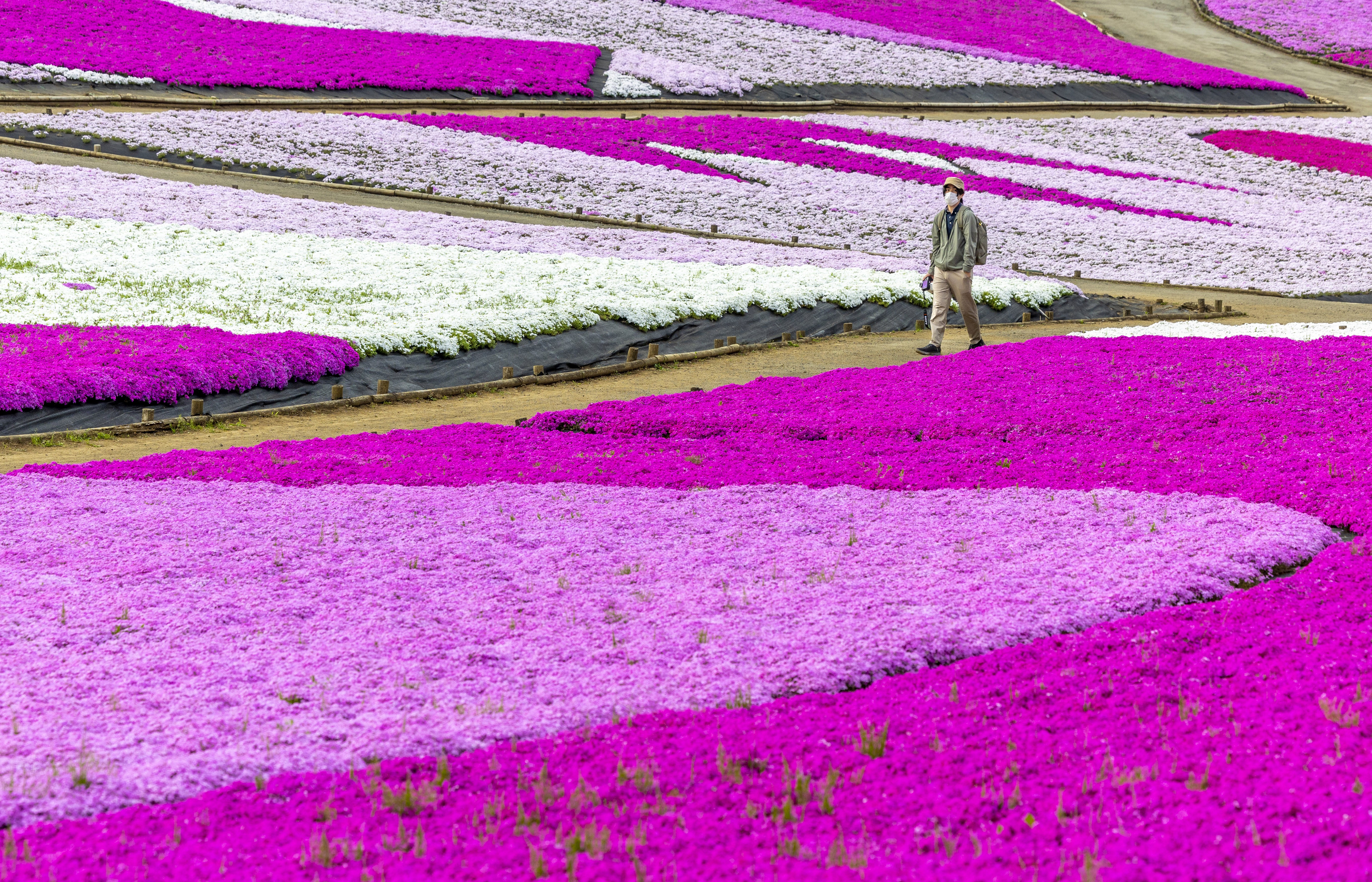 A visitor walks on a path through a field of purple and white flowers.