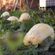 A patch full of giant pumpkins