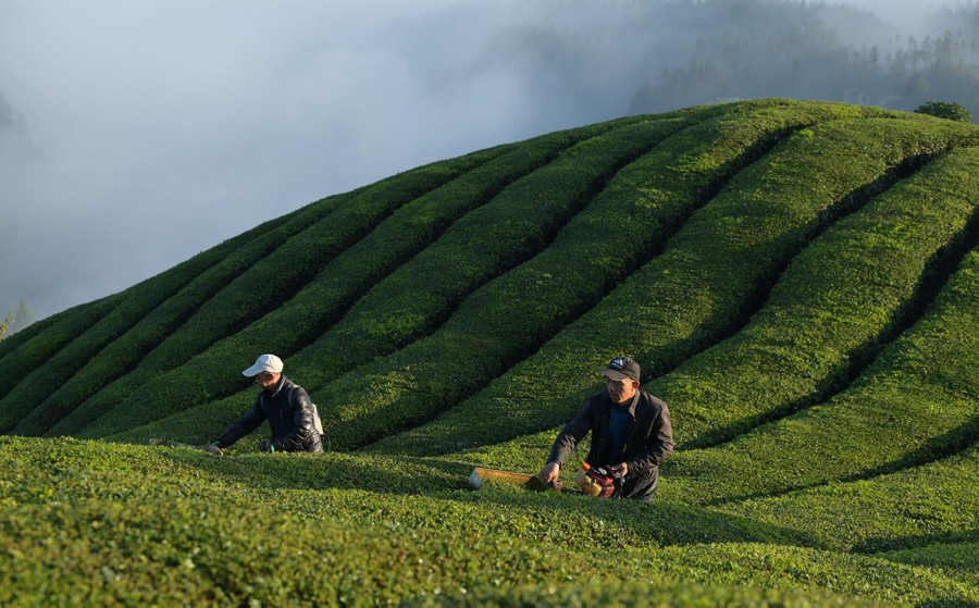 Two people work in a tea plantation, among smooth rows of well-tended tea bushes.
